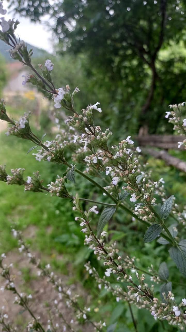 «Բարձունք»-ի արշավն Ահնիձոր 